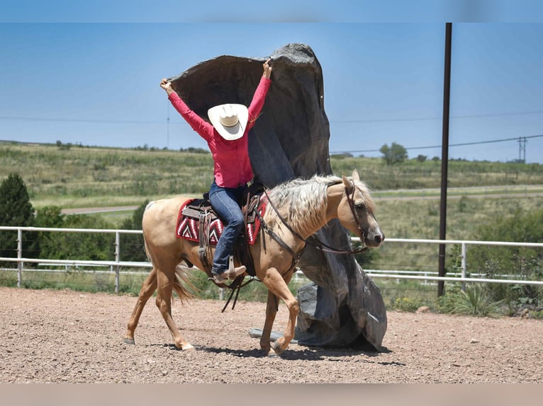American Quarter Horse Ruin 13 Jaar 147 cm Palomino in Amarillo