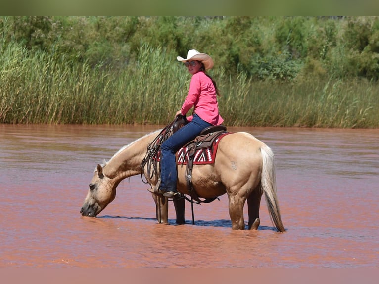 American Quarter Horse Ruin 13 Jaar 147 cm Palomino in Amarillo