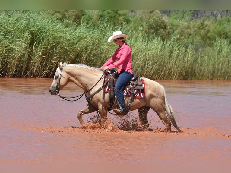 American Quarter Horse Ruin 13 Jaar 147 cm Palomino in Amarillo