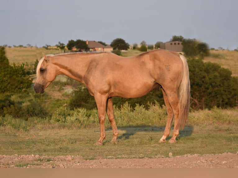 American Quarter Horse Ruin 13 Jaar 147 cm Palomino in Amarillo