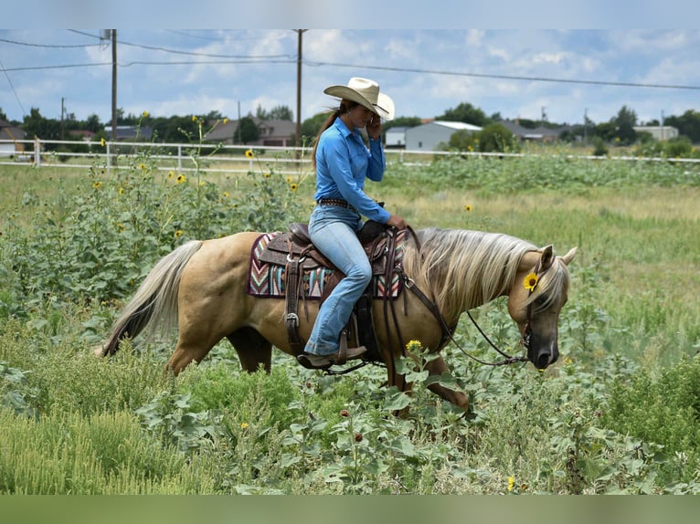 American Quarter Horse Ruin 13 Jaar 147 cm Palomino in Amarillo