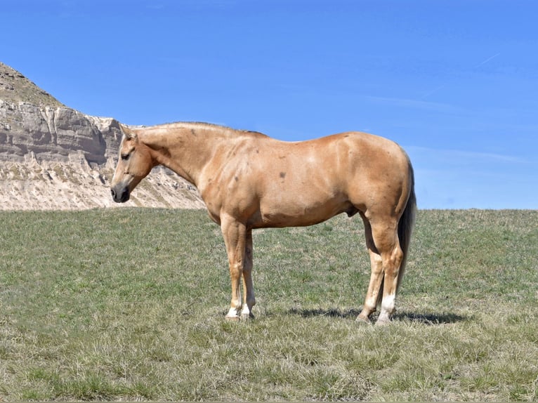 American Quarter Horse Ruin 13 Jaar 147 cm Palomino in Bayard, Nebraska