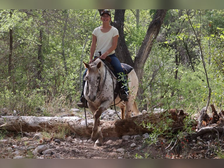 American Quarter Horse Ruin 13 Jaar 147 cm Roan-Red in Cottonwood AZ