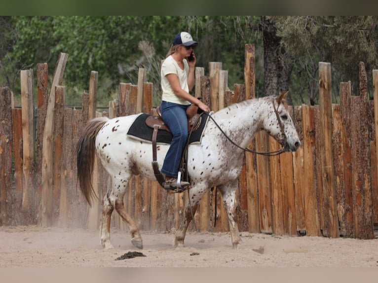 American Quarter Horse Ruin 13 Jaar 147 cm Roan-Red in Cottonwood AZ