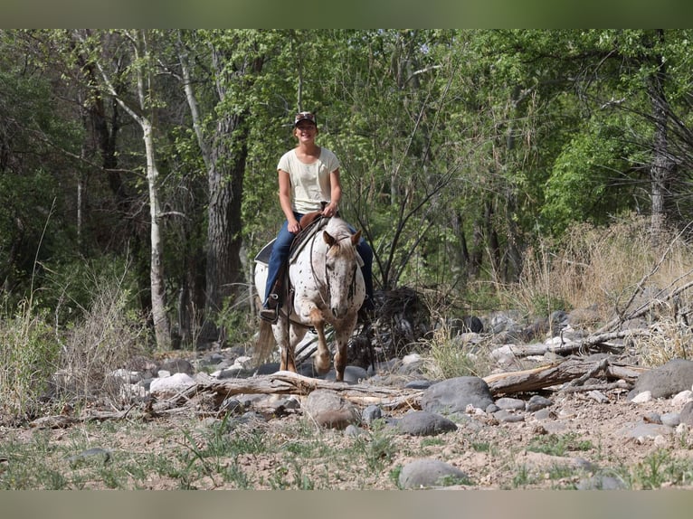 American Quarter Horse Ruin 13 Jaar 147 cm Roan-Red in Cottonwood AZ