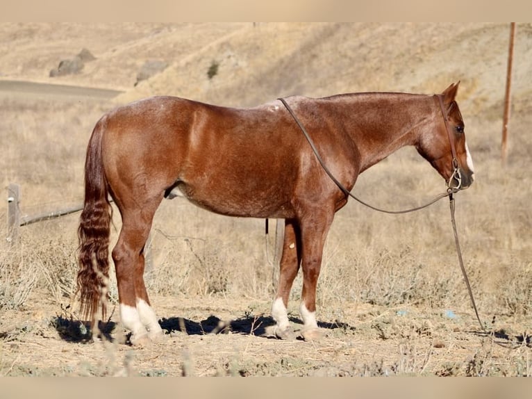 American Quarter Horse Ruin 13 Jaar 147 cm Roan-Red in Paicines CA