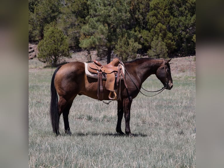 American Quarter Horse Ruin 13 Jaar 147 cm Roodbruin in Camp Verde AZ