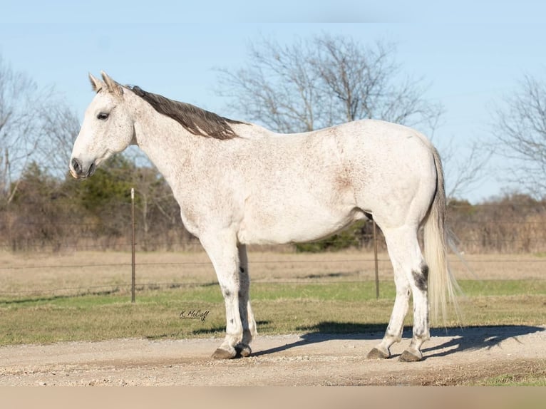American Quarter Horse Ruin 13 Jaar 147 cm Schimmel in Ravenna, TX