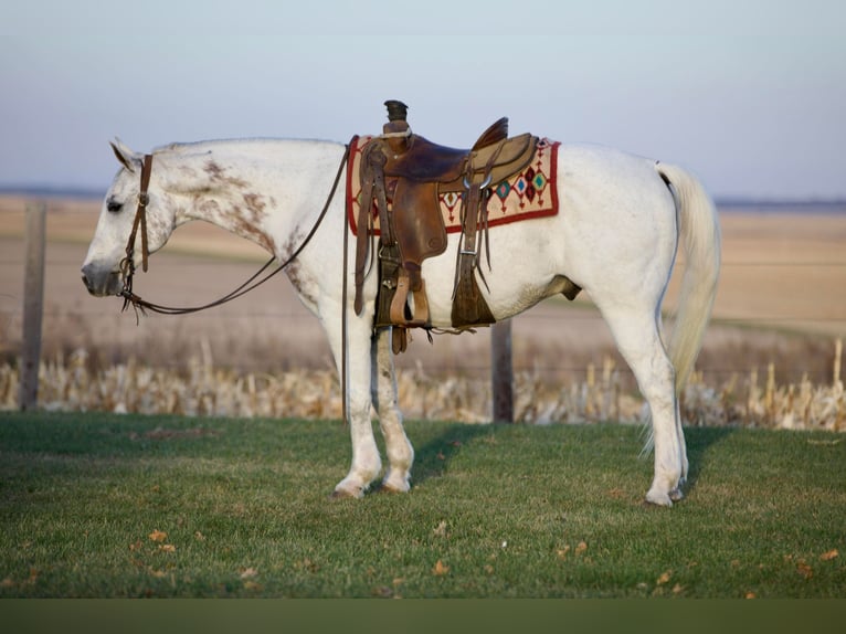 American Quarter Horse Ruin 13 Jaar 147 cm Schimmel in Bernard IA