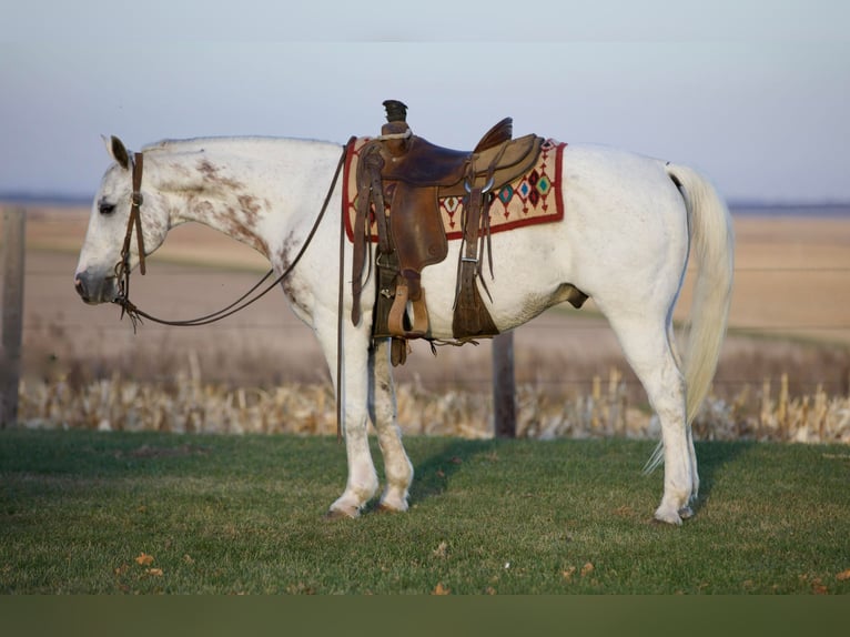 American Quarter Horse Ruin 13 Jaar 147 cm Schimmel in Bernard IA