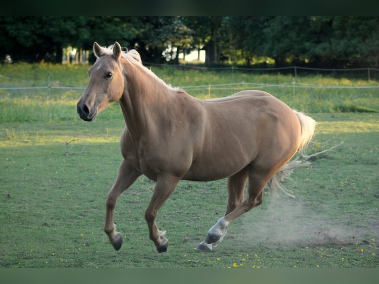 American Quarter Horse Ruin 13 Jaar 148 cm Palomino in Hauville