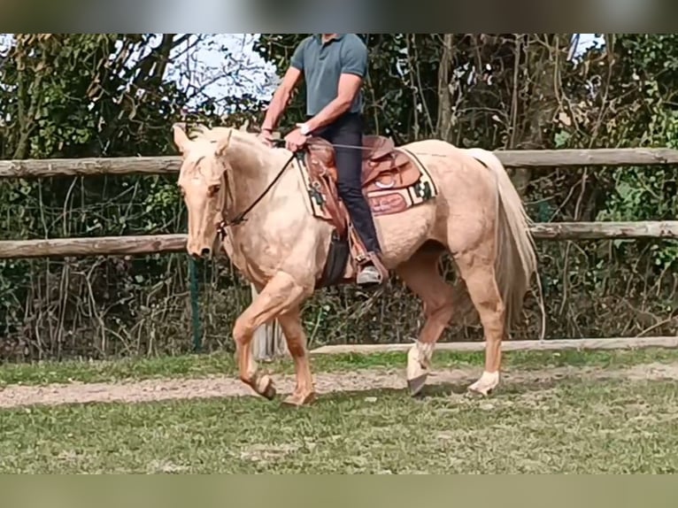 American Quarter Horse Ruin 13 Jaar 148 cm Palomino in Hauville