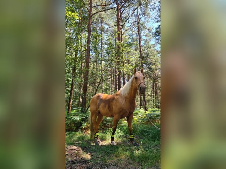American Quarter Horse Ruin 13 Jaar 148 cm Palomino in Hauville