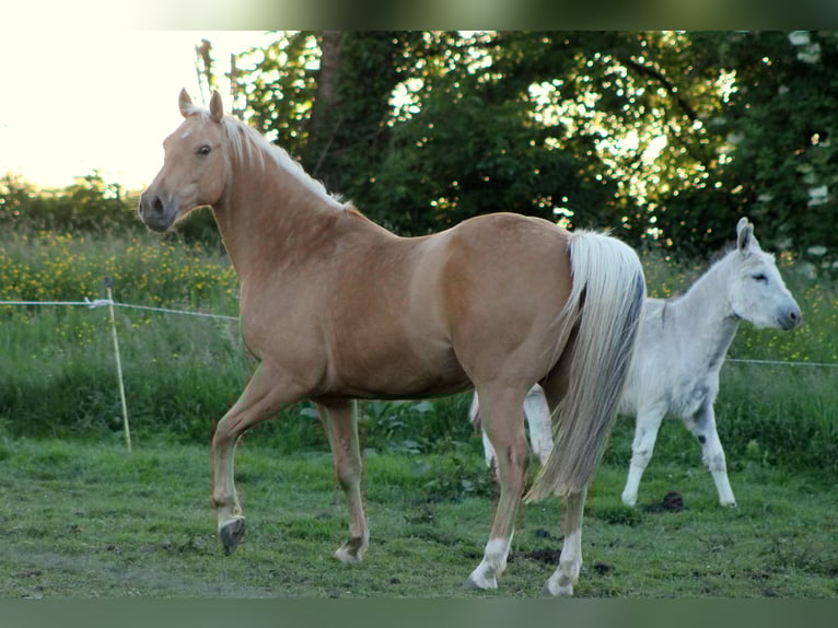 American Quarter Horse Ruin 13 Jaar 148 cm Palomino in Hauville