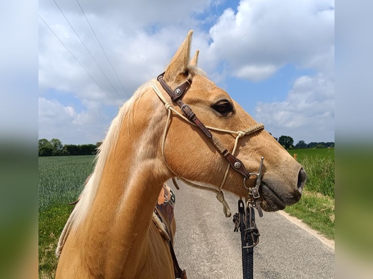 American Quarter Horse Ruin 13 Jaar 148 cm Palomino in Hauville