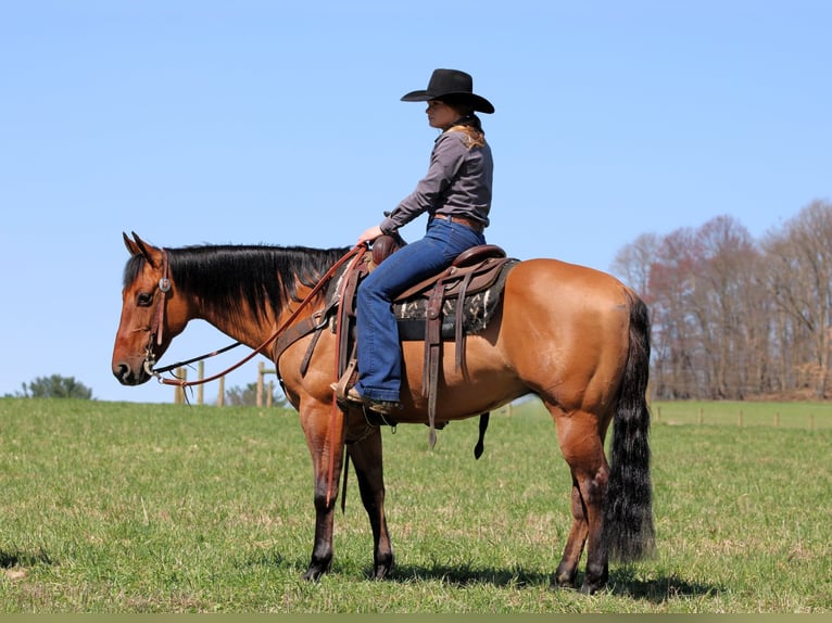 American Quarter Horse Ruin 13 Jaar 150 cm Buckskin in Clarion