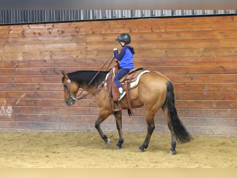 American Quarter Horse Ruin 13 Jaar 150 cm Buckskin in Clarion