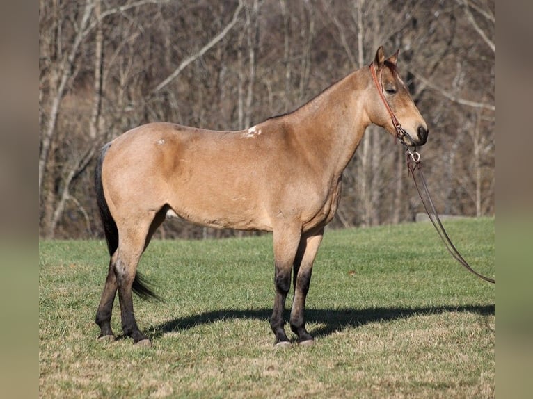 American Quarter Horse Ruin 13 Jaar 150 cm Buckskin in Mount Vernon