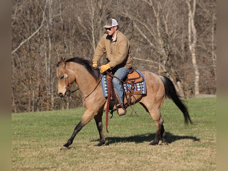 American Quarter Horse Ruin 13 Jaar 150 cm Buckskin in Mount Vernon