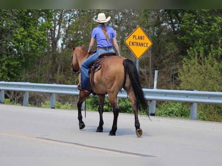 American Quarter Horse Ruin 13 Jaar 150 cm Falbe in Clarion