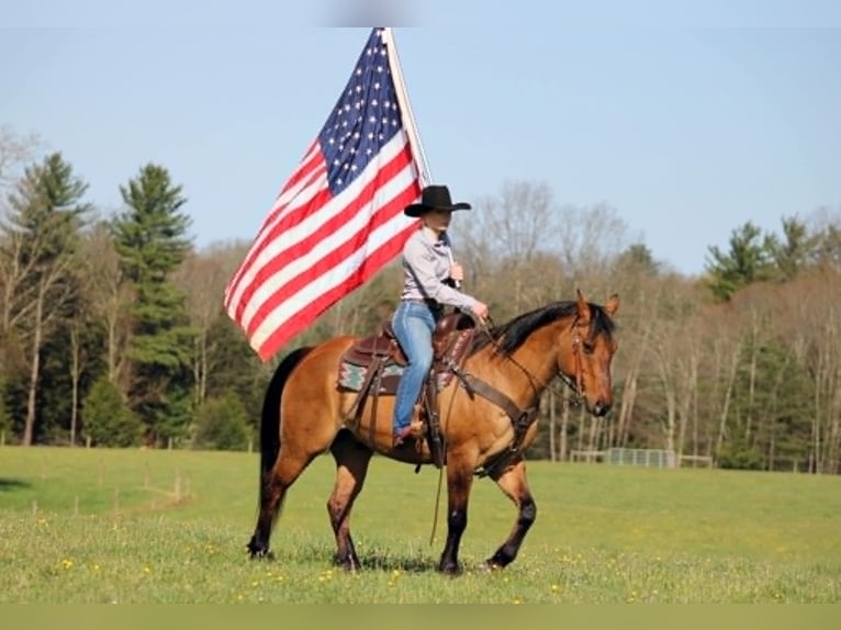 American Quarter Horse Ruin 13 Jaar 150 cm Falbe in Clarion