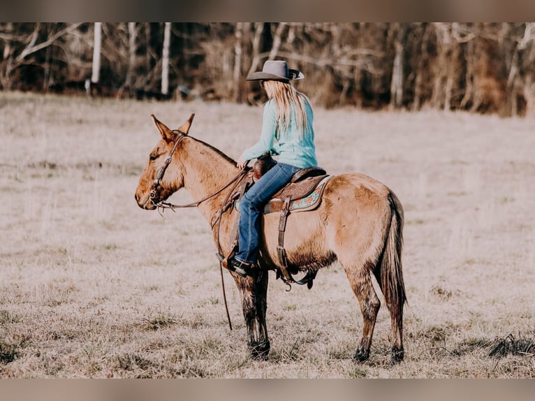 American Quarter Horse Ruin 13 Jaar 150 cm Falbe in Hillsboro Ky