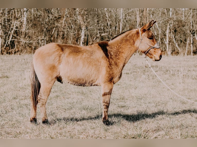 American Quarter Horse Ruin 13 Jaar 150 cm Falbe in Hillsboro Ky