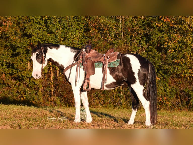 American Quarter Horse Ruin 13 Jaar 150 cm Overo-alle-kleuren in Greenville KY