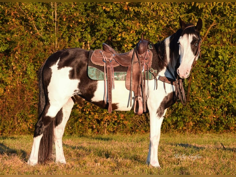 American Quarter Horse Ruin 13 Jaar 150 cm Overo-alle-kleuren in Greenville KY