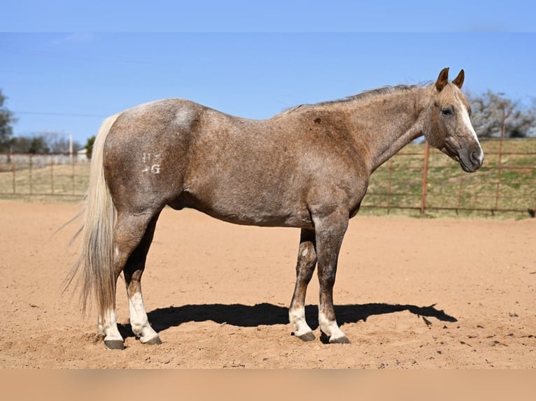 American Quarter Horse Ruin 13 Jaar 150 cm Palomino in Weatherford