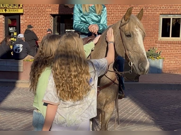 American Quarter Horse Ruin 13 Jaar 150 cm Palomino in Weatherford