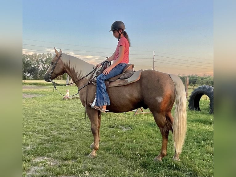 American Quarter Horse Ruin 13 Jaar 150 cm Palomino in Lisbon, IA