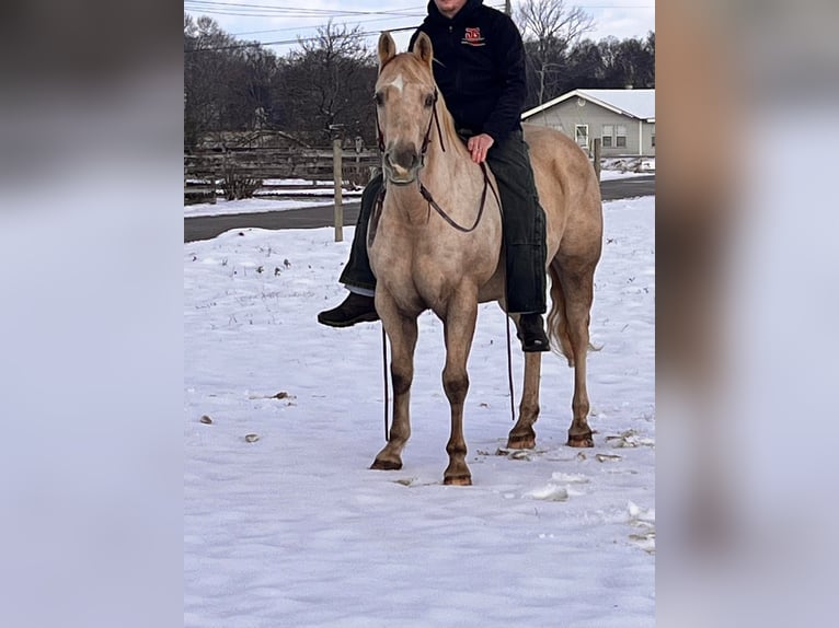 American Quarter Horse Ruin 13 Jaar 150 cm Palomino in Mt Hope AL