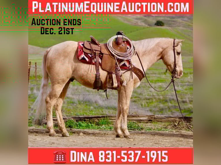 American Quarter Horse Ruin 13 Jaar 150 cm Palomino in Paicines CA