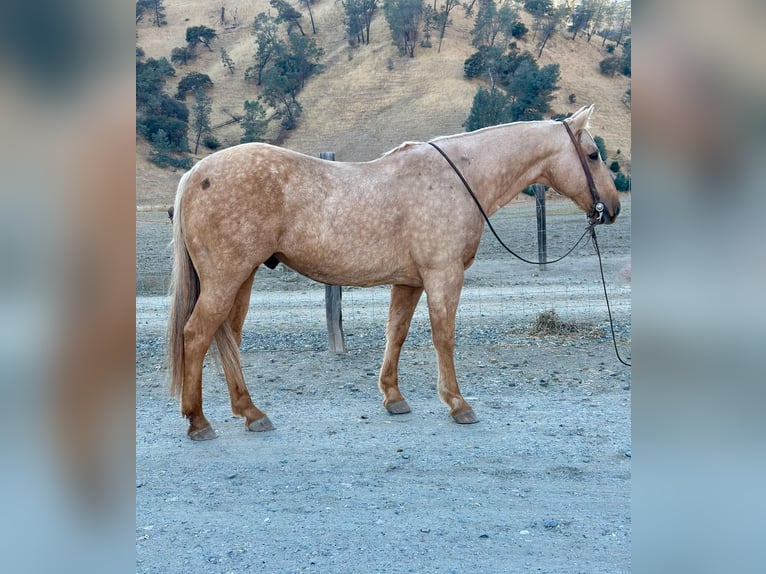 American Quarter Horse Ruin 13 Jaar 150 cm Palomino in Paicines CA