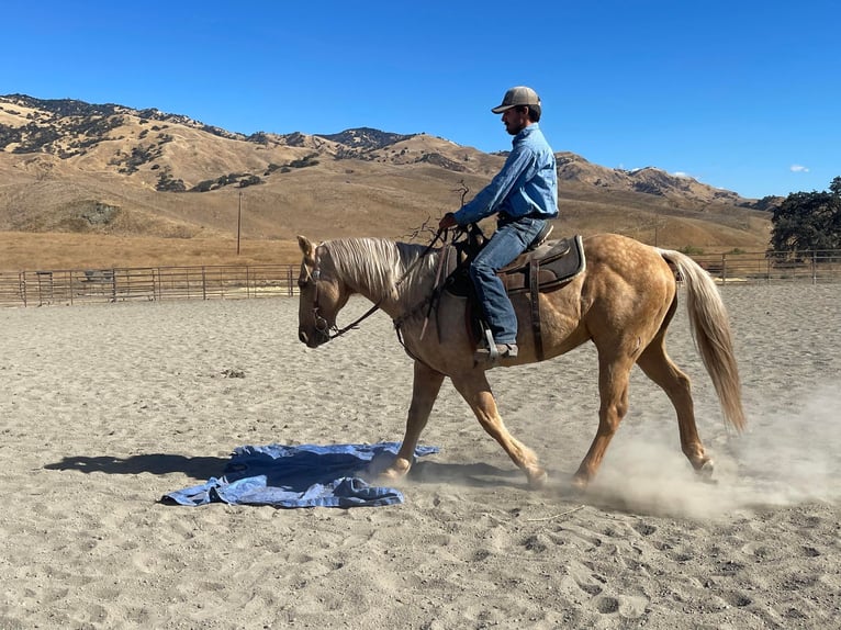 American Quarter Horse Ruin 13 Jaar 150 cm Palomino in Paicines CA