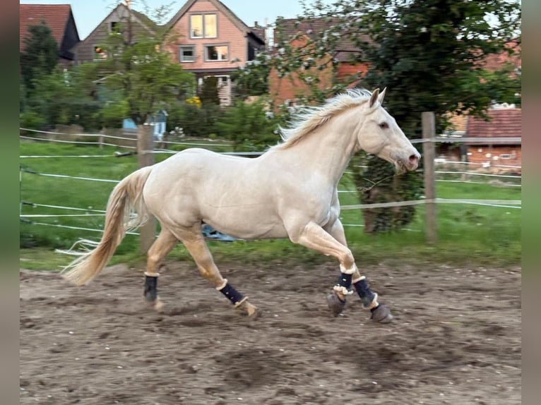 American Quarter Horse Ruin 13 Jaar 150 cm  in Salzgitter