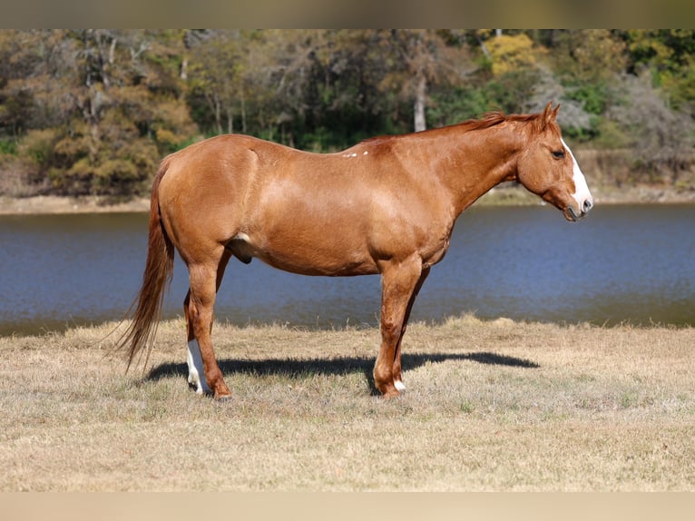 American Quarter Horse Ruin 13 Jaar 150 cm Red Dun in Forney