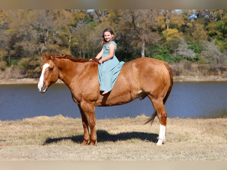 American Quarter Horse Ruin 13 Jaar 150 cm Red Dun in Forney