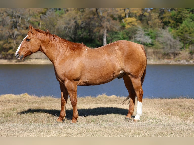 American Quarter Horse Ruin 13 Jaar 150 cm Red Dun in Forney