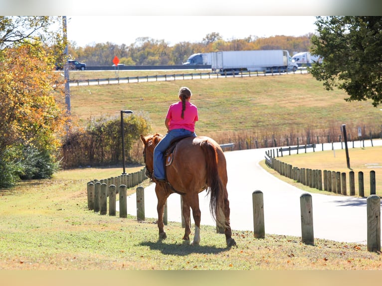 American Quarter Horse Ruin 13 Jaar 150 cm Red Dun in Forney