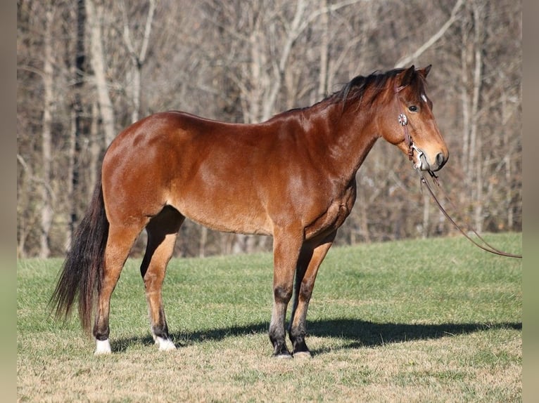 American Quarter Horse Ruin 13 Jaar 150 cm Roan-Bay in Mount Vernon