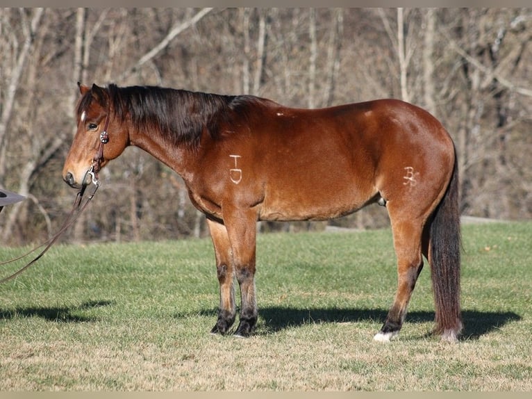 American Quarter Horse Ruin 13 Jaar 150 cm Roan-Bay in Mount Vernon