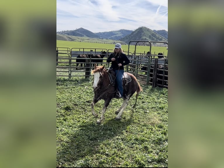 American Quarter Horse Ruin 13 Jaar 150 cm Roan-Red in Victoria, TX