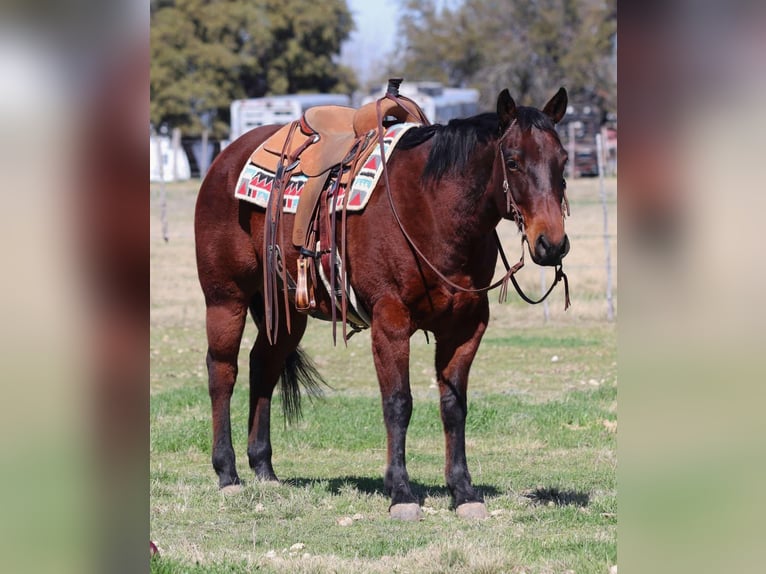 American Quarter Horse Ruin 13 Jaar 150 cm Roodbruin in Lipan TX