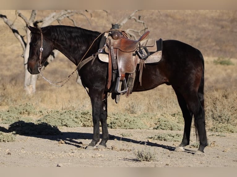 American Quarter Horse Ruin 13 Jaar 150 cm Roodbruin in Paicines CA