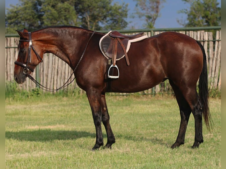American Quarter Horse Ruin 13 Jaar 150 cm Roodbruin in Stephenville TX