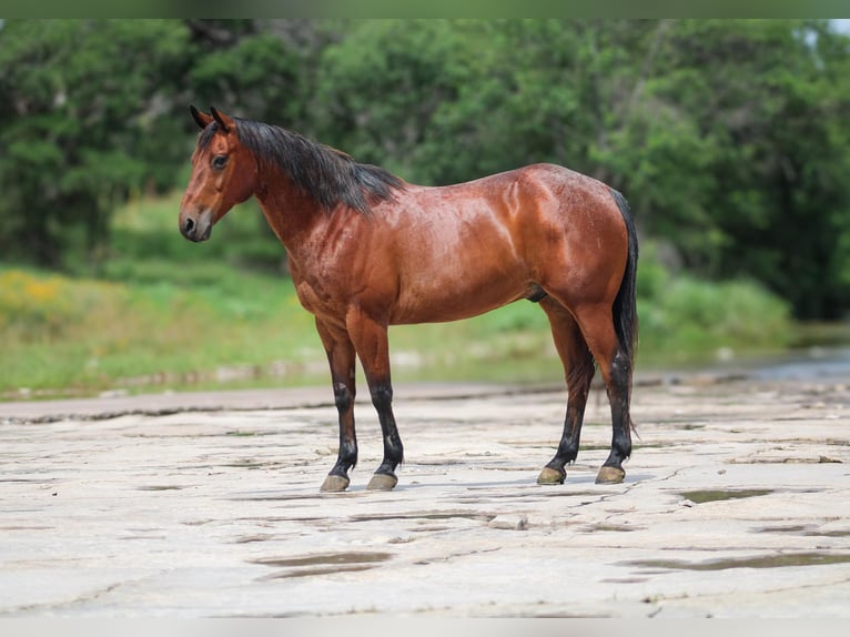 American Quarter Horse Ruin 13 Jaar 150 cm Roodbruin in Stephenville TX