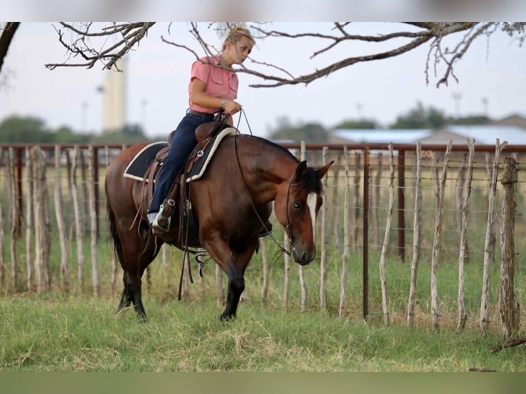 American Quarter Horse Ruin 13 Jaar 150 cm Roodbruin in Stephenville TX