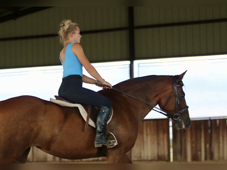 American Quarter Horse Ruin 13 Jaar 150 cm Roodbruin in Stephenville TX